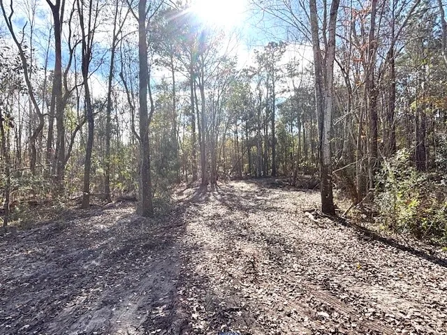 a view of a forest with trees
