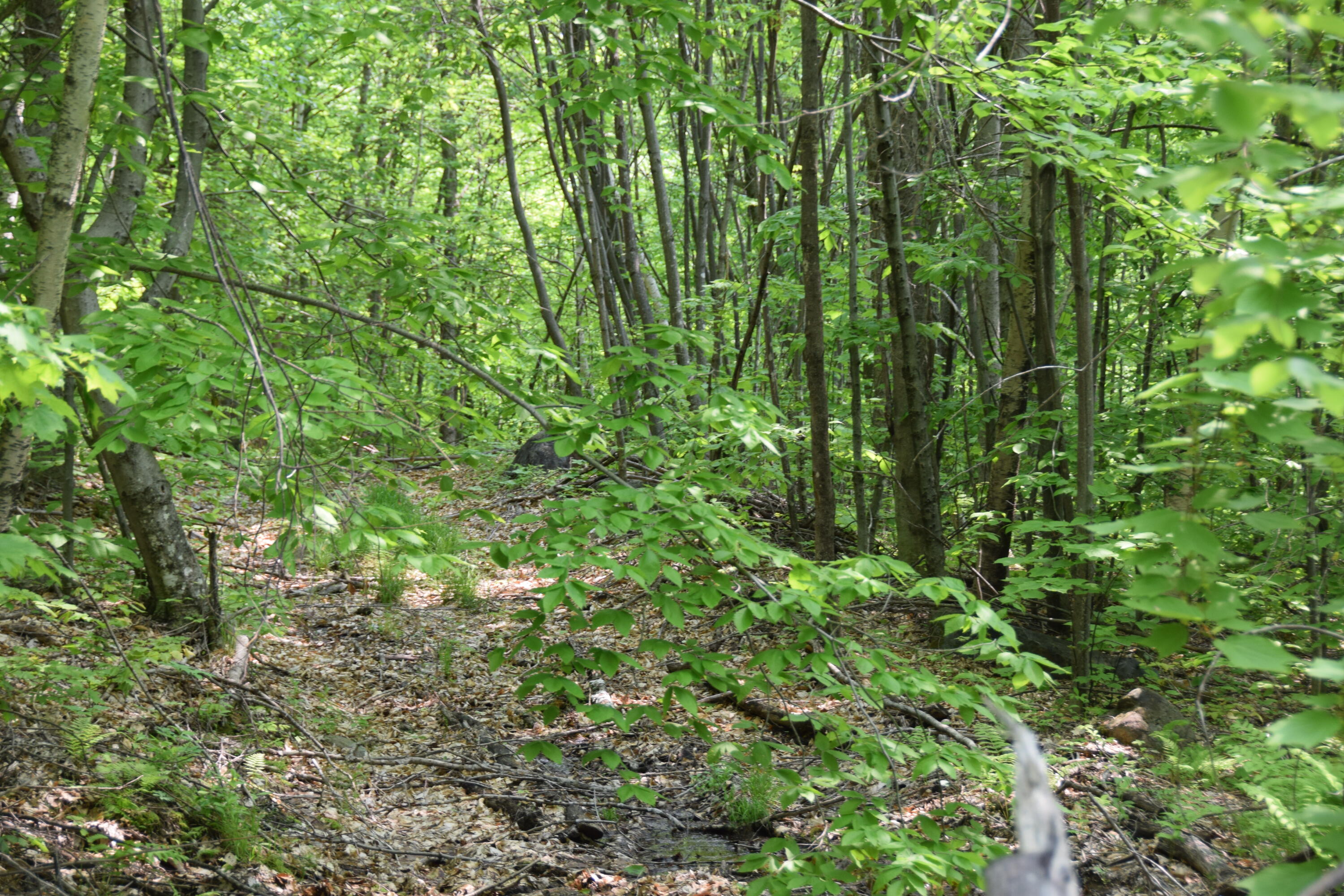14 Ira Mountain Road Kingfield, ME 04947 - Photo 7 of 55 DSC_0006
