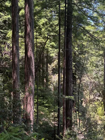 a view of a tree
