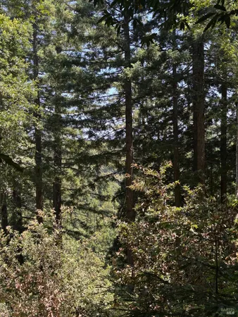 a view of a tree in a yard