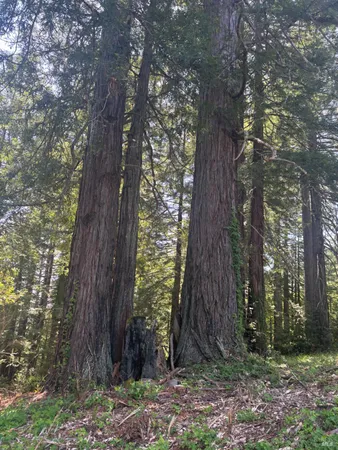a view of a tree with a yard
