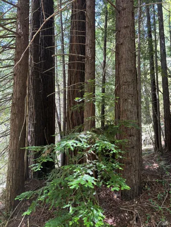 a backyard of a house with lots of green space