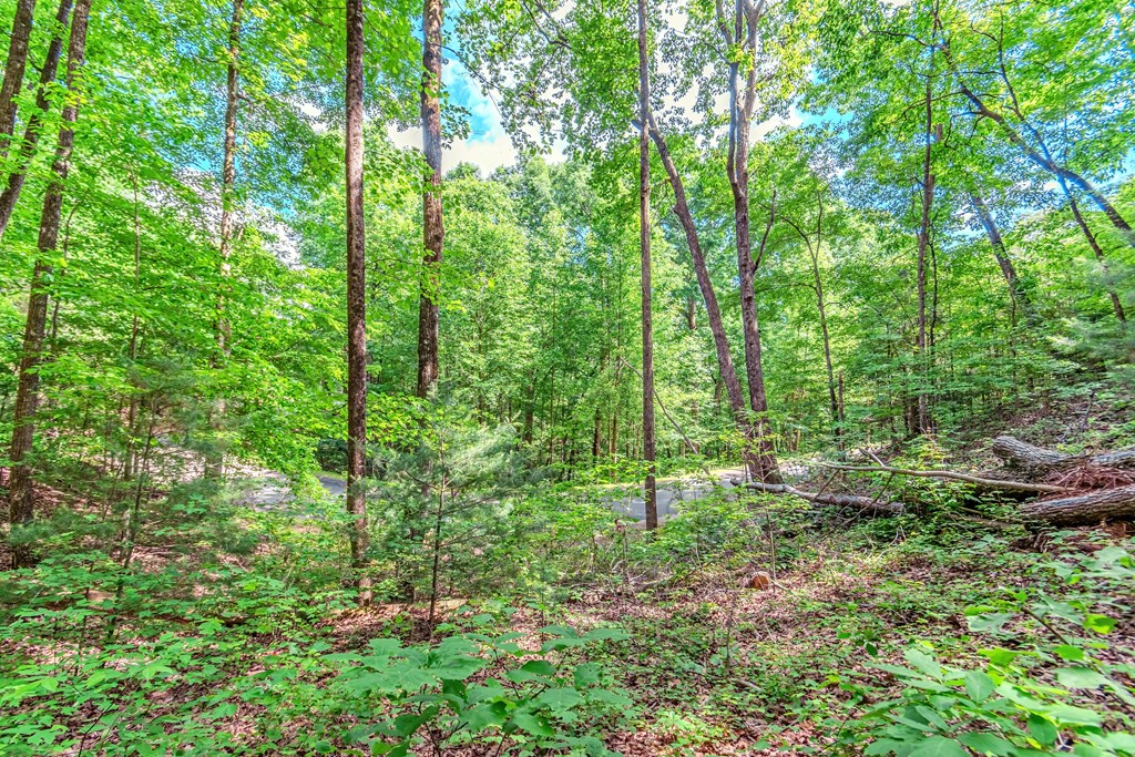 Lot 36 Abbott Mill Road Ellijay, GA 30540 - Photo 16 of 24 Gallery Image 16