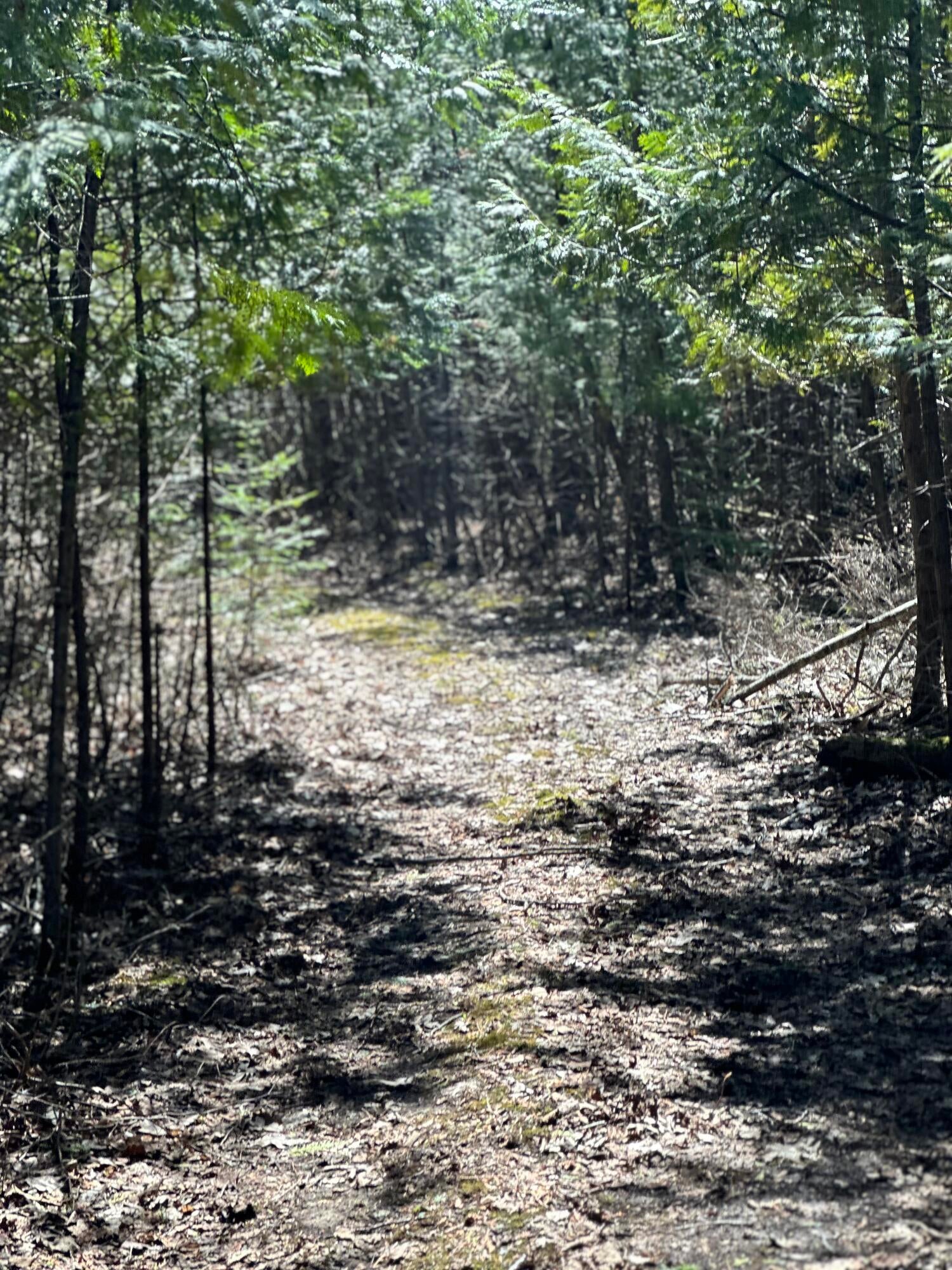 Monaghan Point Road Alpena, MI 49707 - Photo 6 of 11 Gallery Image 6