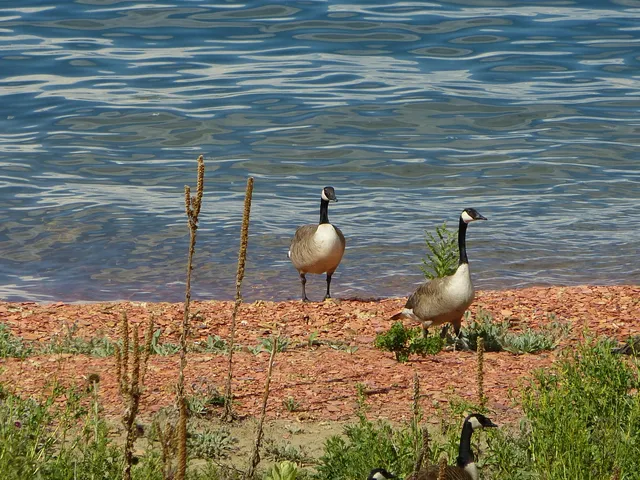 $165,000 | 13 Peak View Lane, Buffalo, WY 82834