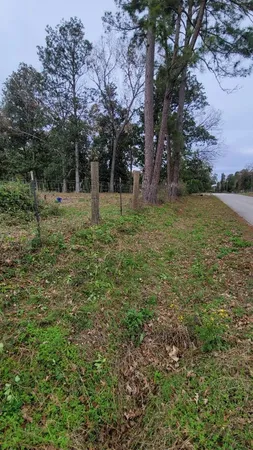 a view of a tree in a yard
