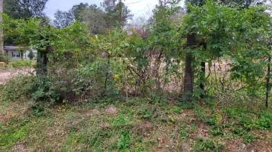 a view of a forest with a tree
