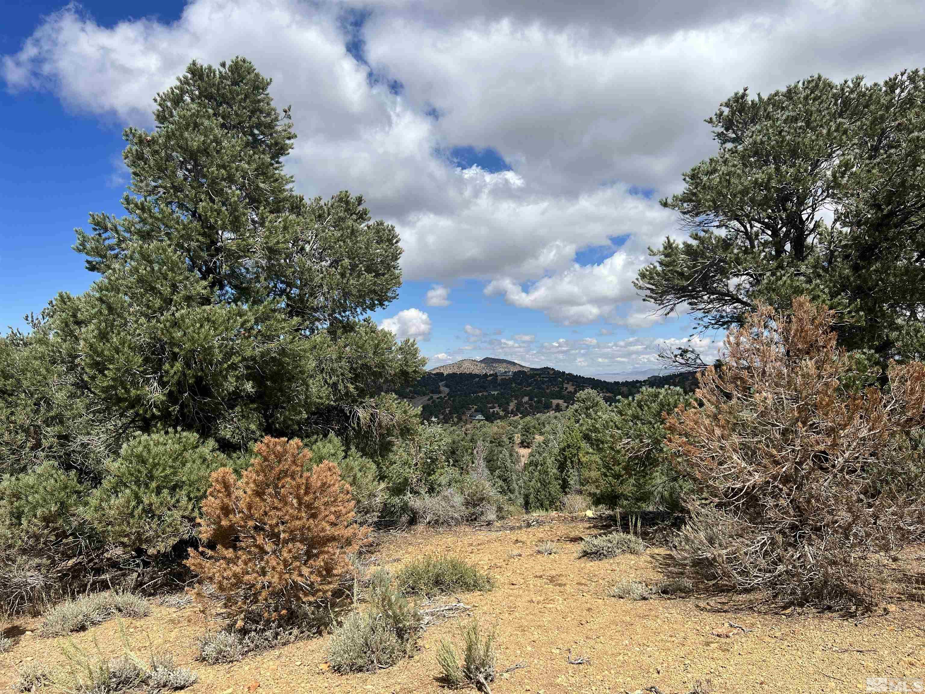 320 East 5 Mile Road Reno, NV 89521 - Photo 7 of 32 a view of a yard with a tree