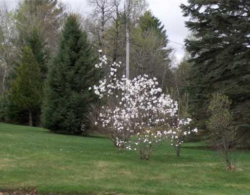 323 Ridge Road Peru, ME 04290 - Photo 14 of 20 Yard/Garden.