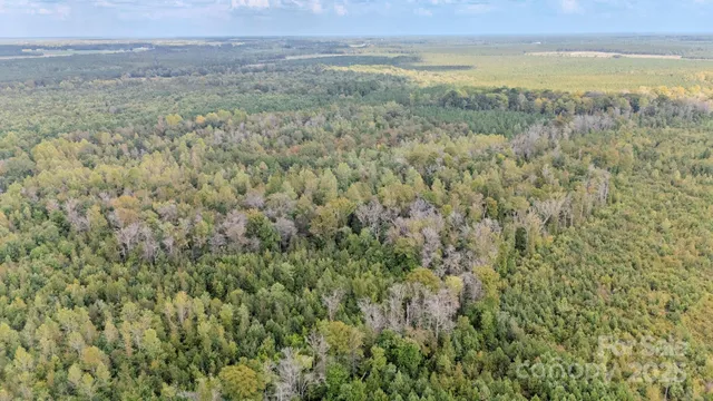 a view of a bunch of trees and bushes
