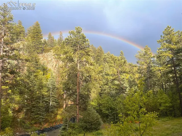 a view of a backyard with plants and trees