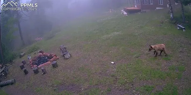 a view of a lush green forest