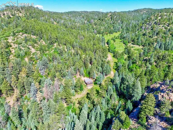 a view of a lush green forest with a tree