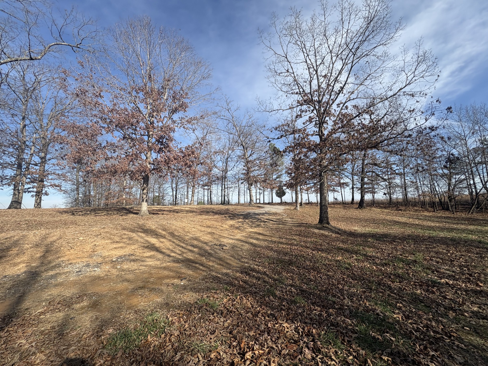 379 7 Mile Ridge Road Indian Mound, TN 37079 - Photo 1 of 6 a view of large trees with yard
