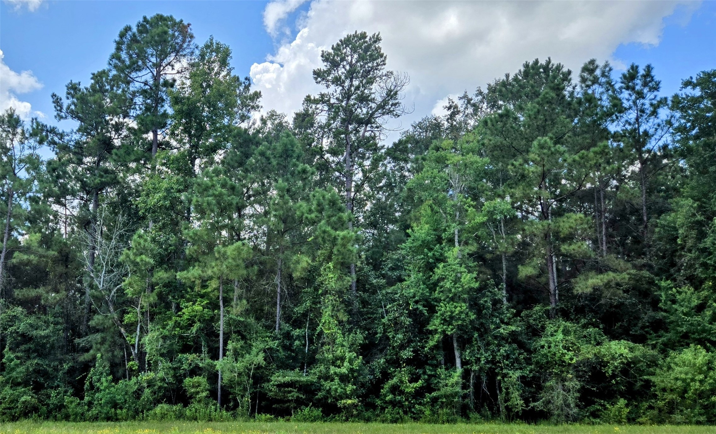 191 Heartland Road New Waverly, TX 77358 - Photo 6 of 15 an outdoor space with lots of trees