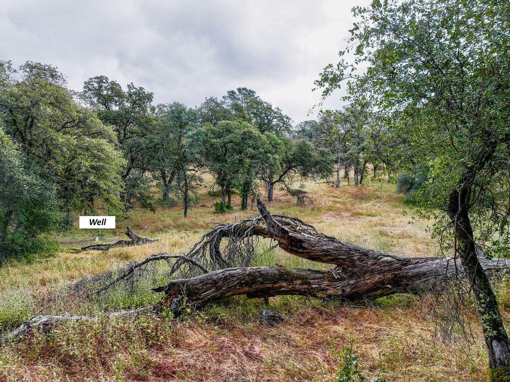 19838 Perimeter Road Grass Valley, CA 95949 - Photo 10 of 30 a view of a yard with plants and trees