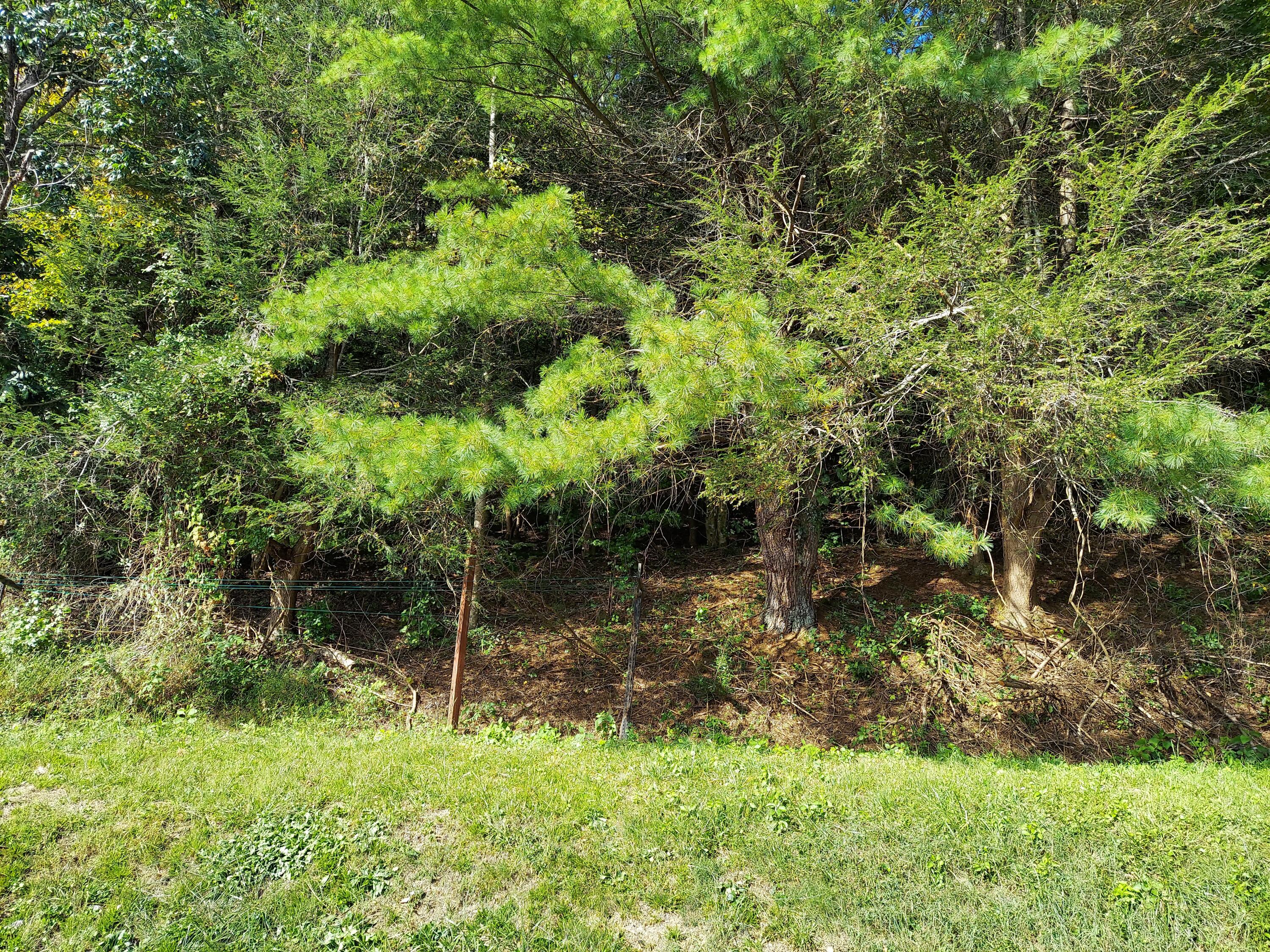 175 White Street Erwin, TN 37650 - Photo 42 of 51 20220919_162051