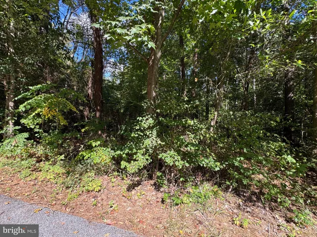 a view of a yard with plants