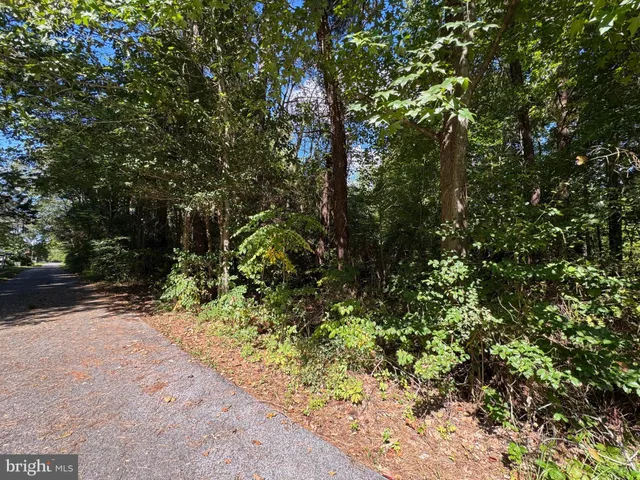 a view of a yard with plants and trees