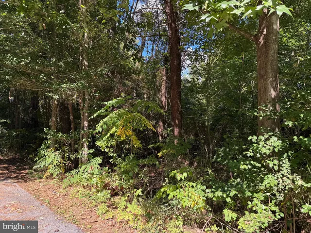 a view of a tree in a yard