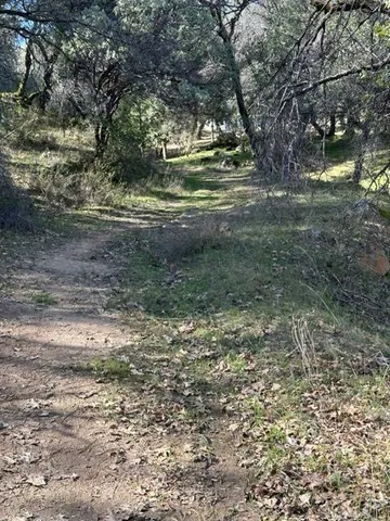 a view of dirt yard with a large tree