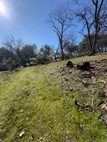 a view of a yard with a tree