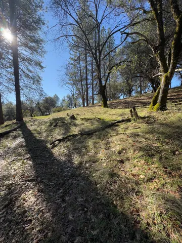 a view of a yard with large trees