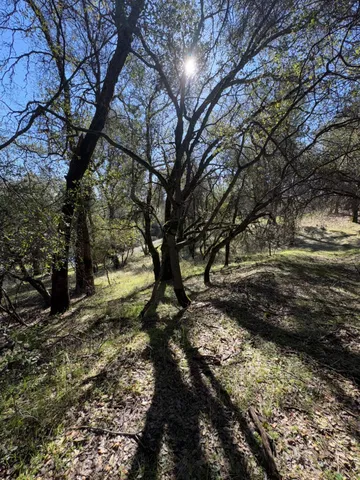 a view of a forest filled with trees
