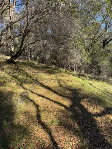 a view of a yard with a tree