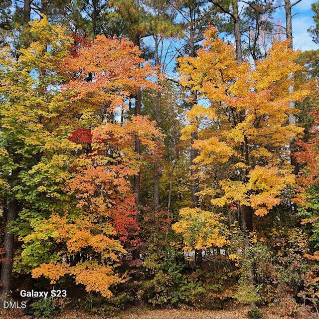 8409 Passage Marseille Court Raleigh, NC 27615 - Photo 44 of 48 a view of a tree