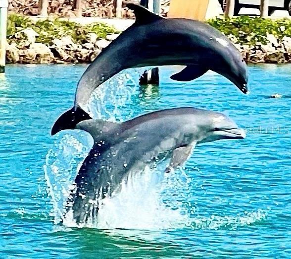 72 4th Avenue, Unit 72 Venice, FL 34285 - Photo 26 of 29 a view of swimming pool from a garden