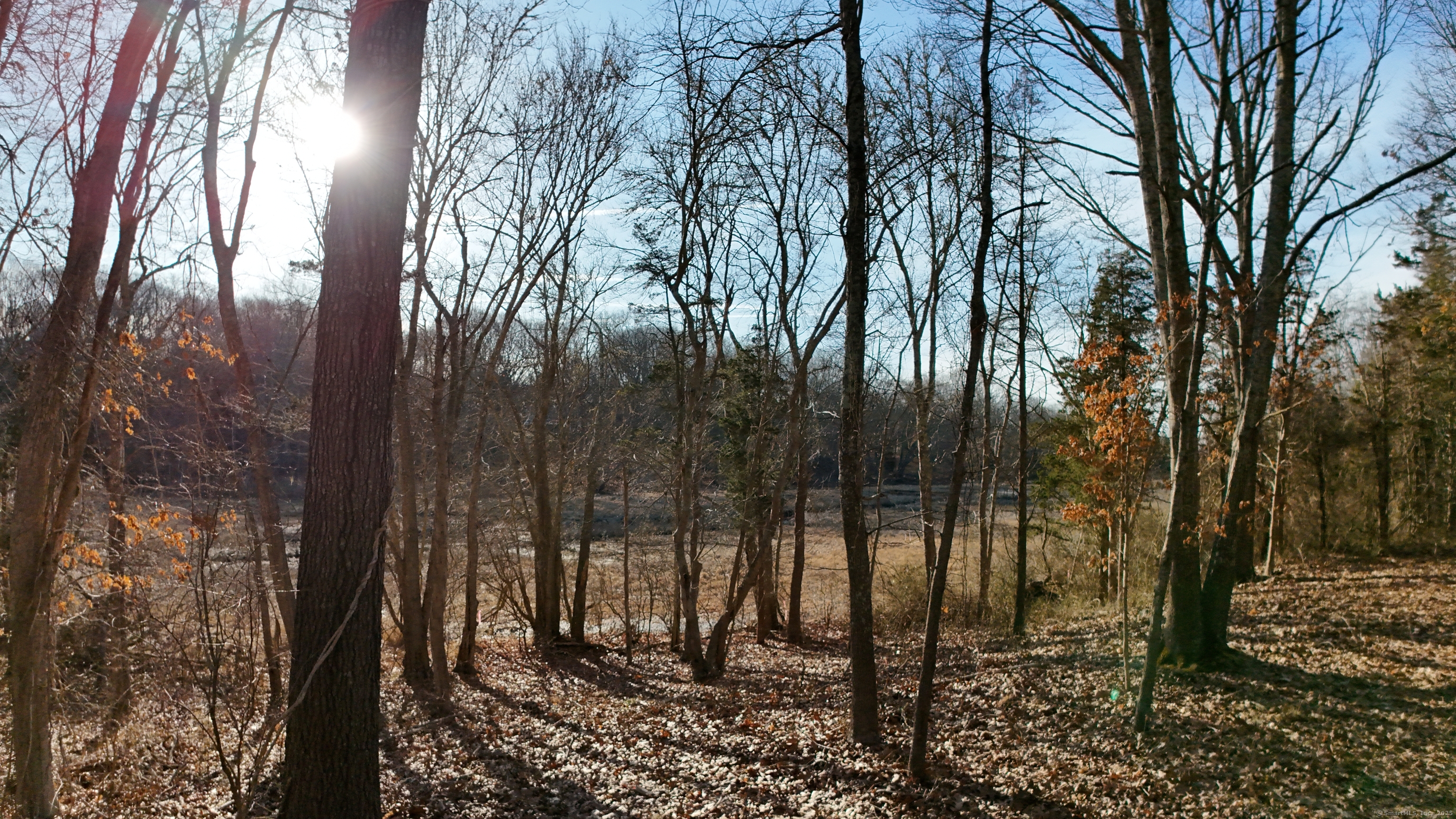 17 Old Stonington Road Stonington, CT 06378 - Photo 10 of 14 a view of a forest filled with trees