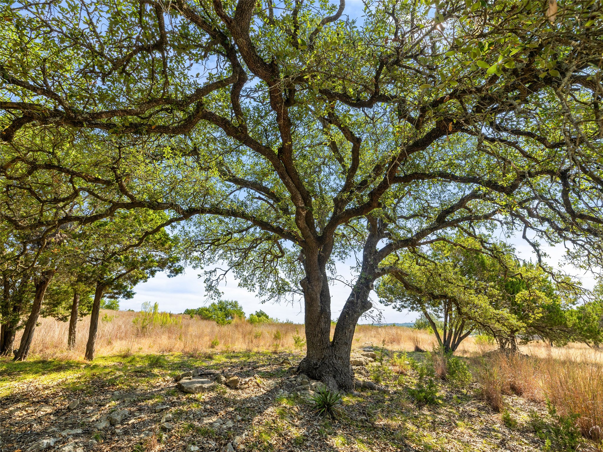 5818 Ranch Road 165 Blanco, TX 78606 - Photo 12 of 20