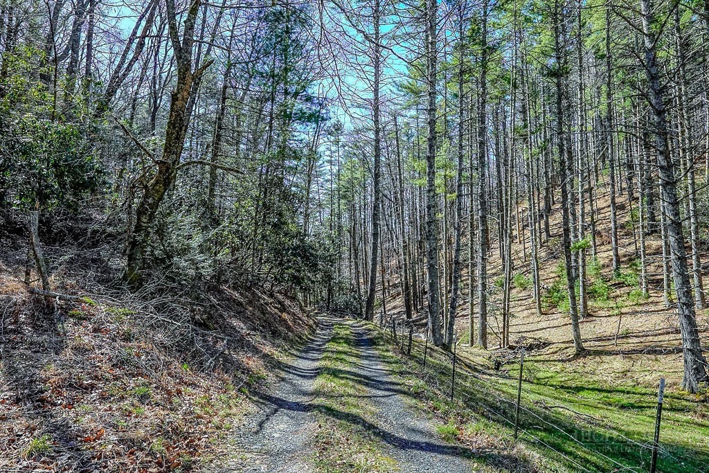Hot Rod Road Deep Gap, NC 28618 - Photo 6 of 24 a view of a garden