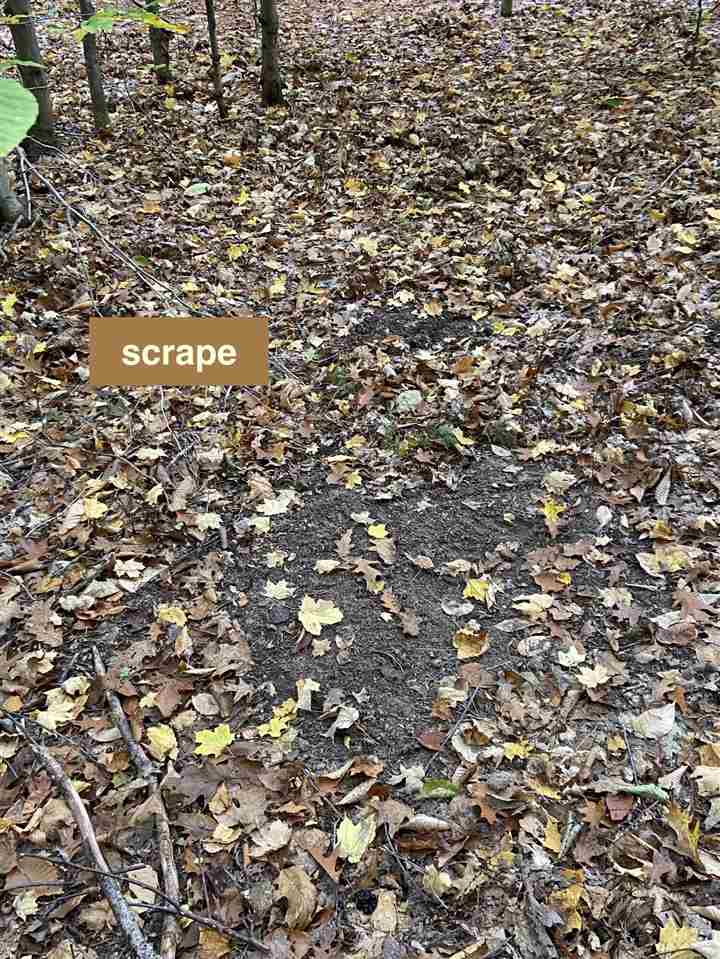 11-acres Milarch Road Onekama, MI 49675 - Photo 18 of 37