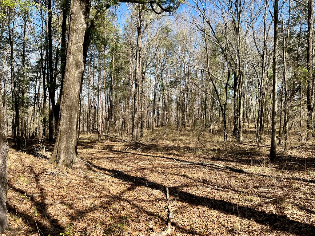 0 County Road 97 Abbeville, AL 36310 - Photo 26 of 53