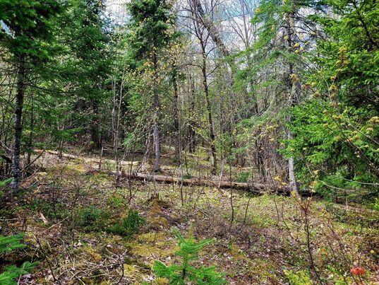 Lot 88 Porter Nadeau Road Eustis, ME 04936 - Photo 4 of 26 346109941_2625501734274867_1661686651797