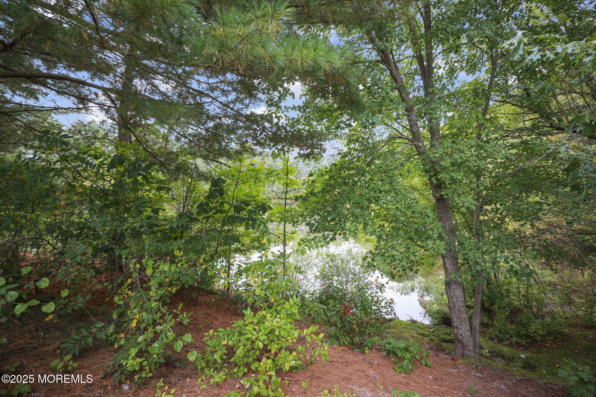 12 Alydar Court Howell, NJ 07731 - Photo 20 of 24 a view of a tree in a yard
