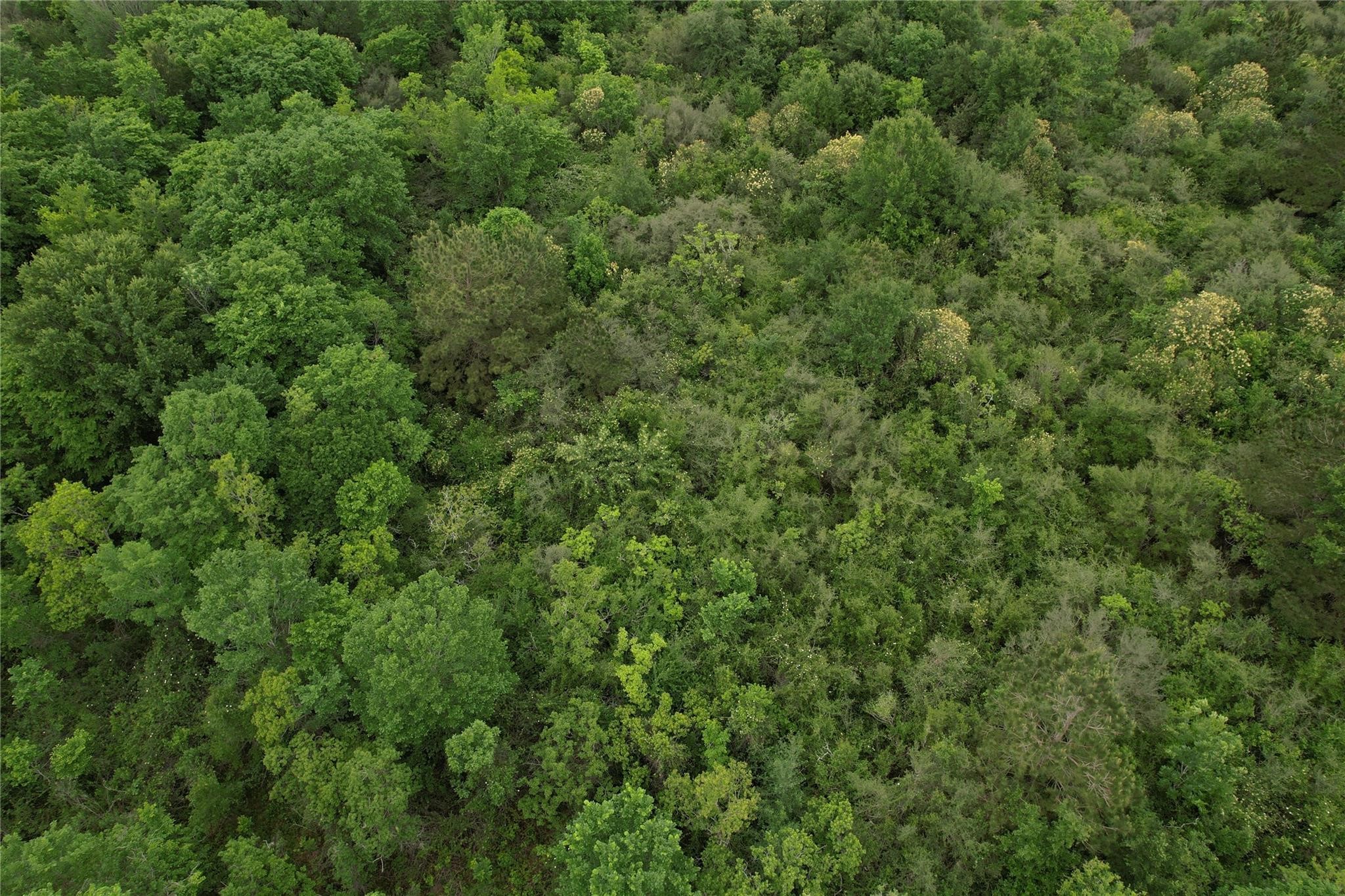0 East Jasmine Street Fresno, TX 77545 - Photo 11 of 14