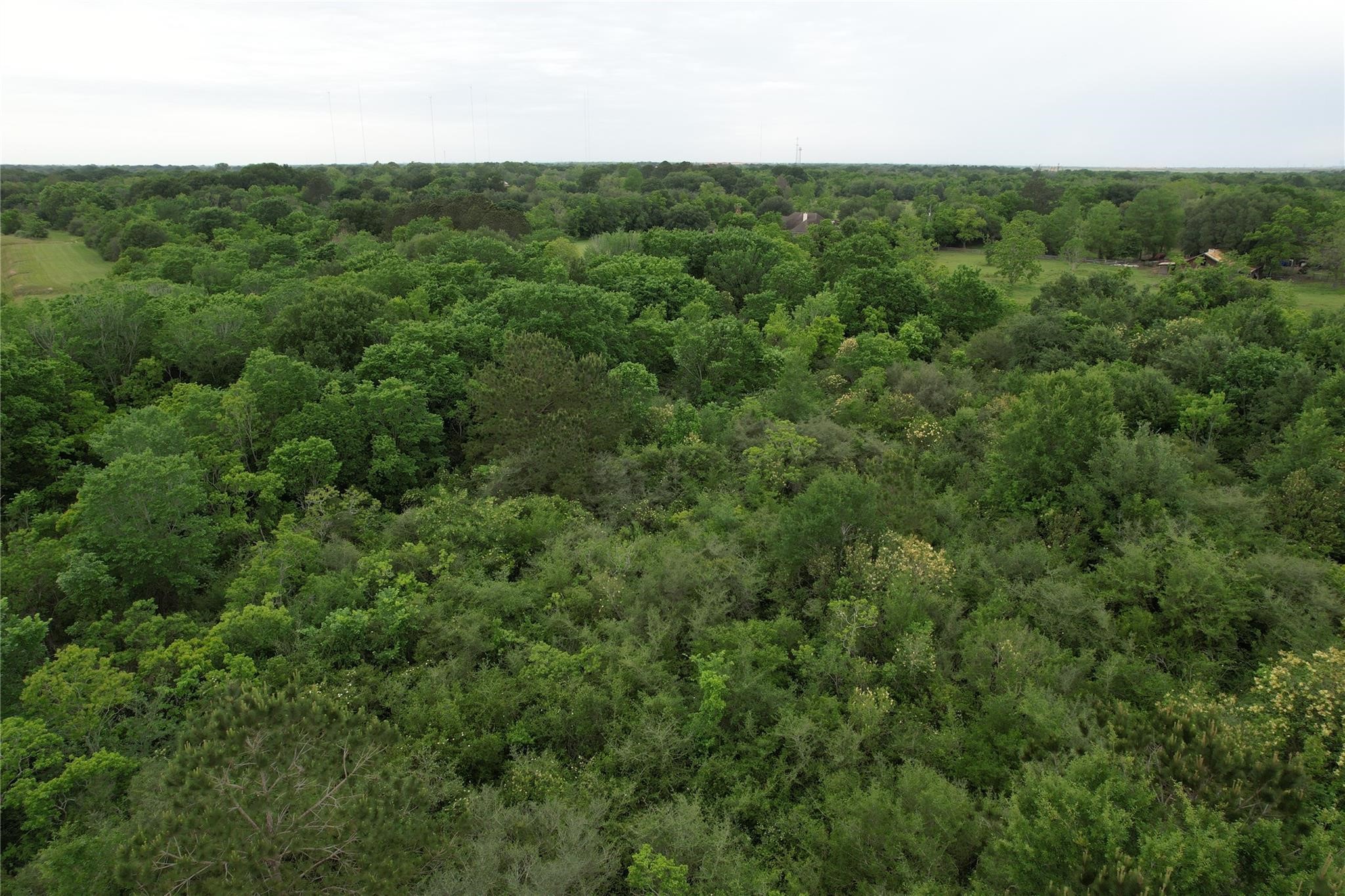 0 East Jasmine Street Fresno, TX 77545 - Photo 9 of 14 a view of a lush green forest with lots of trees
