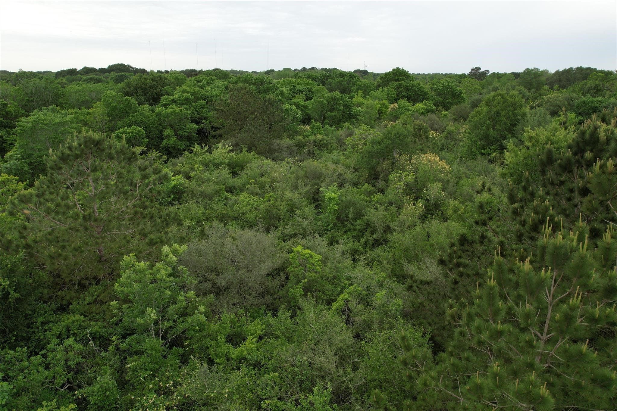 0 East Jasmine Street Fresno, TX 77545 - Photo 10 of 14 a view of a lush green forest with trees and some houses