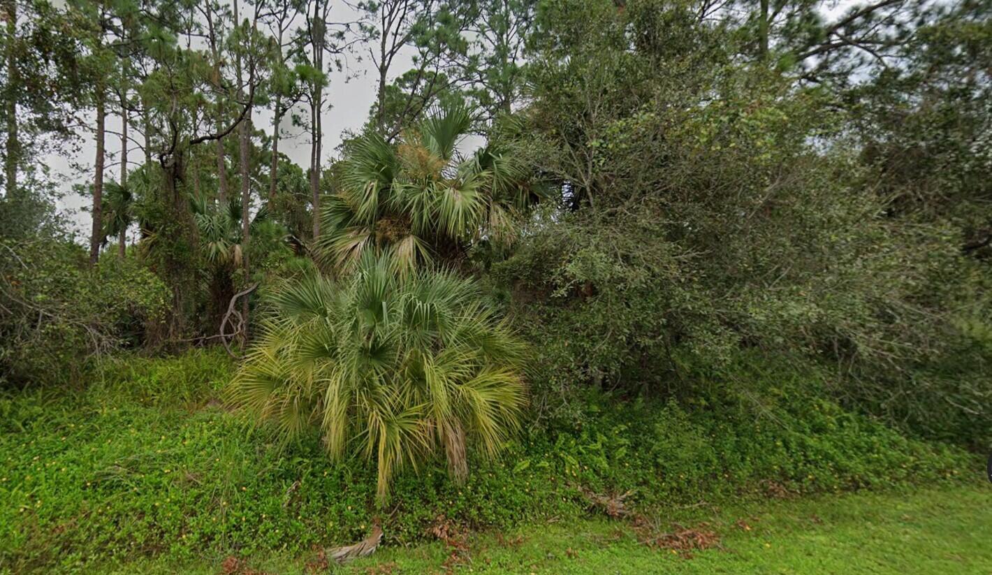 a view of a lush green forest