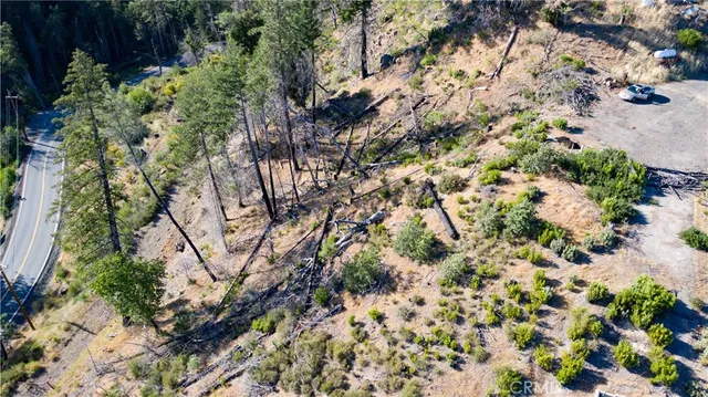 a view of a forest with large trees