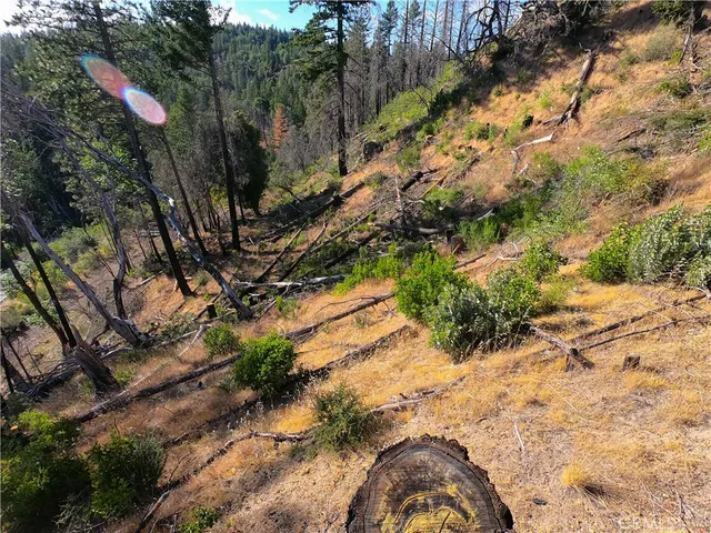 a view of a yard with a tree