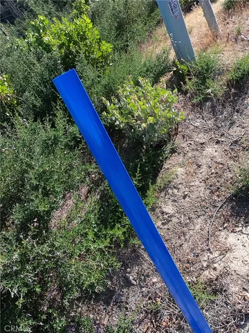 a view of a forest with a tree in the background