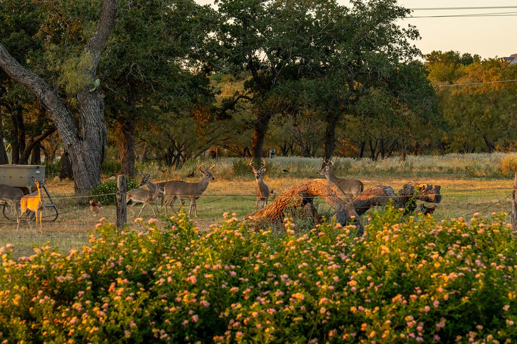 271 Smokehouse Road Fredericksburg, TX 78624 - Photo 59 of 100