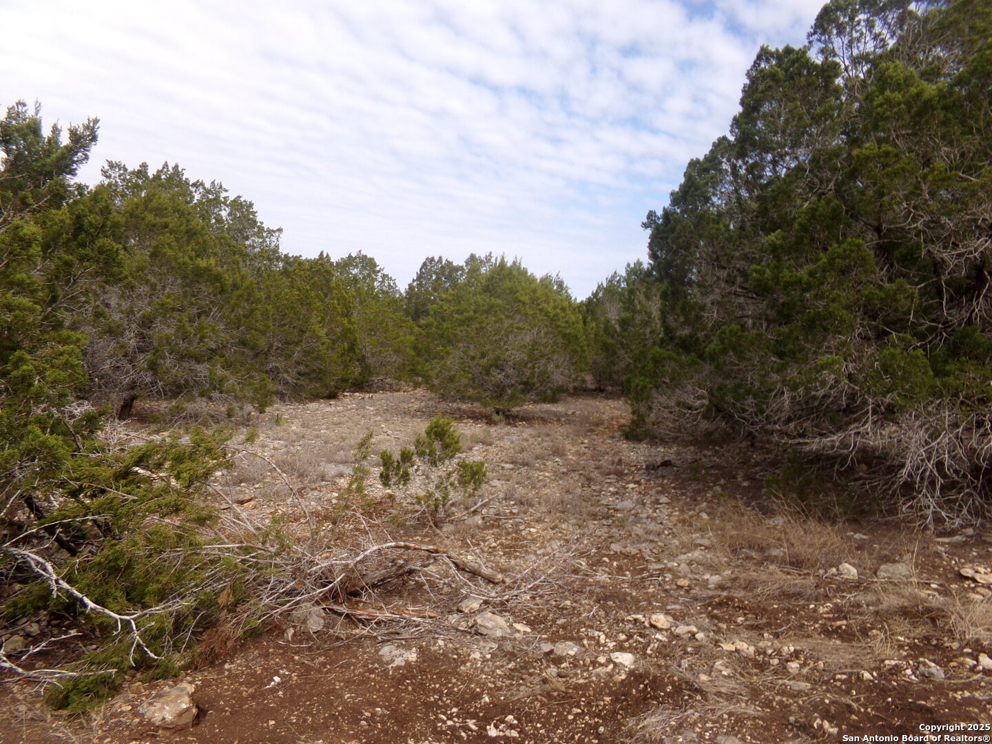 5 Pvt Rd 2560 Uvalde, TX 78801 - Photo 6 of 9 a view of a yard with a tree