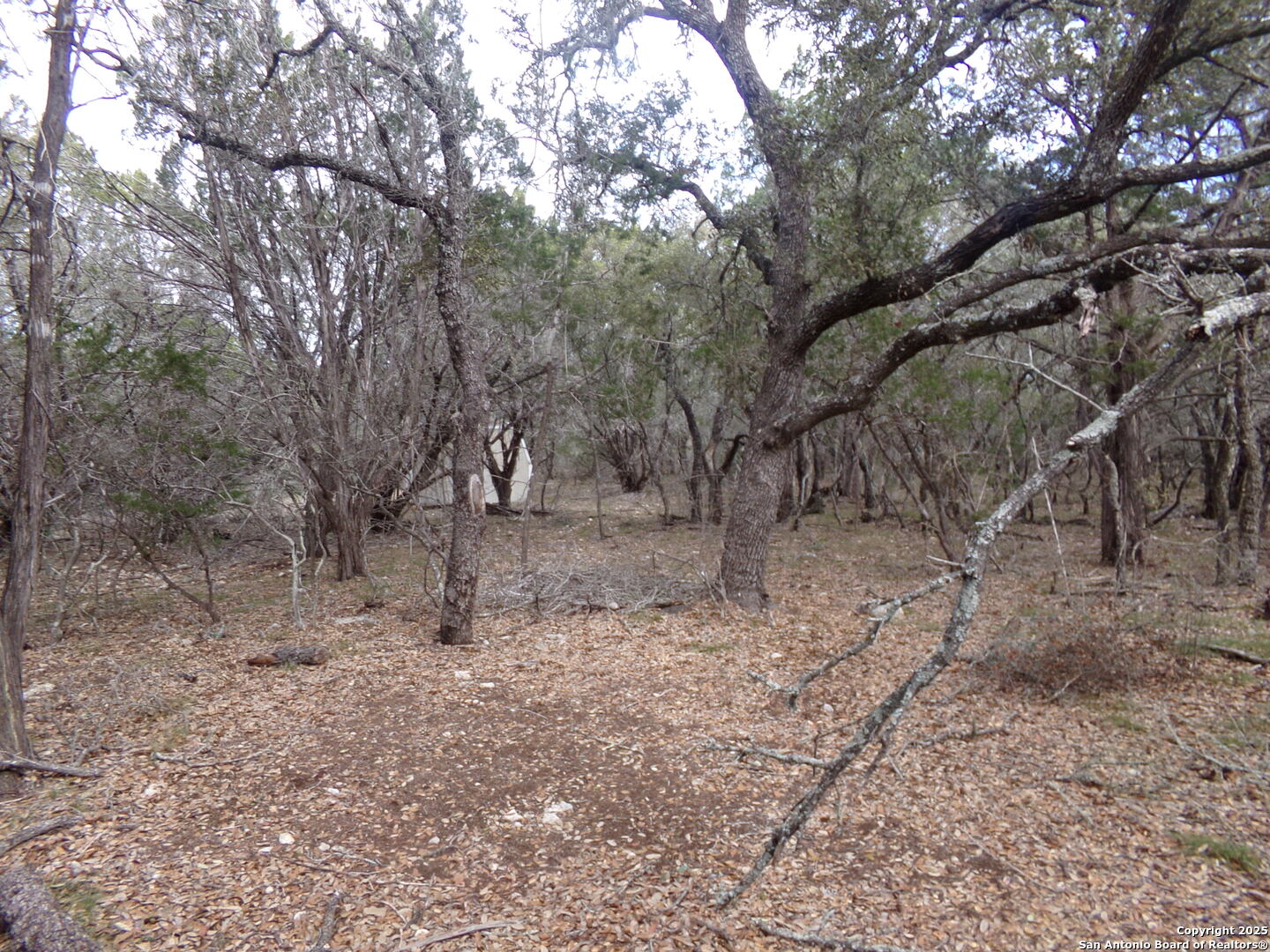 5 Pvt Rd 2560 Uvalde, TX 78801 - Photo 7 of 9 a view of empty yard with trees