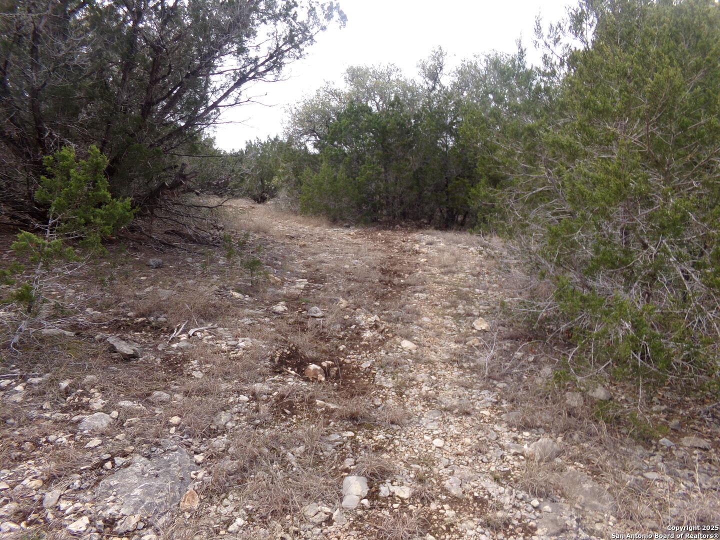 5 Pvt Rd 2560 Uvalde, TX 78801 - Photo 8 of 9 a view of a forest with trees in the background