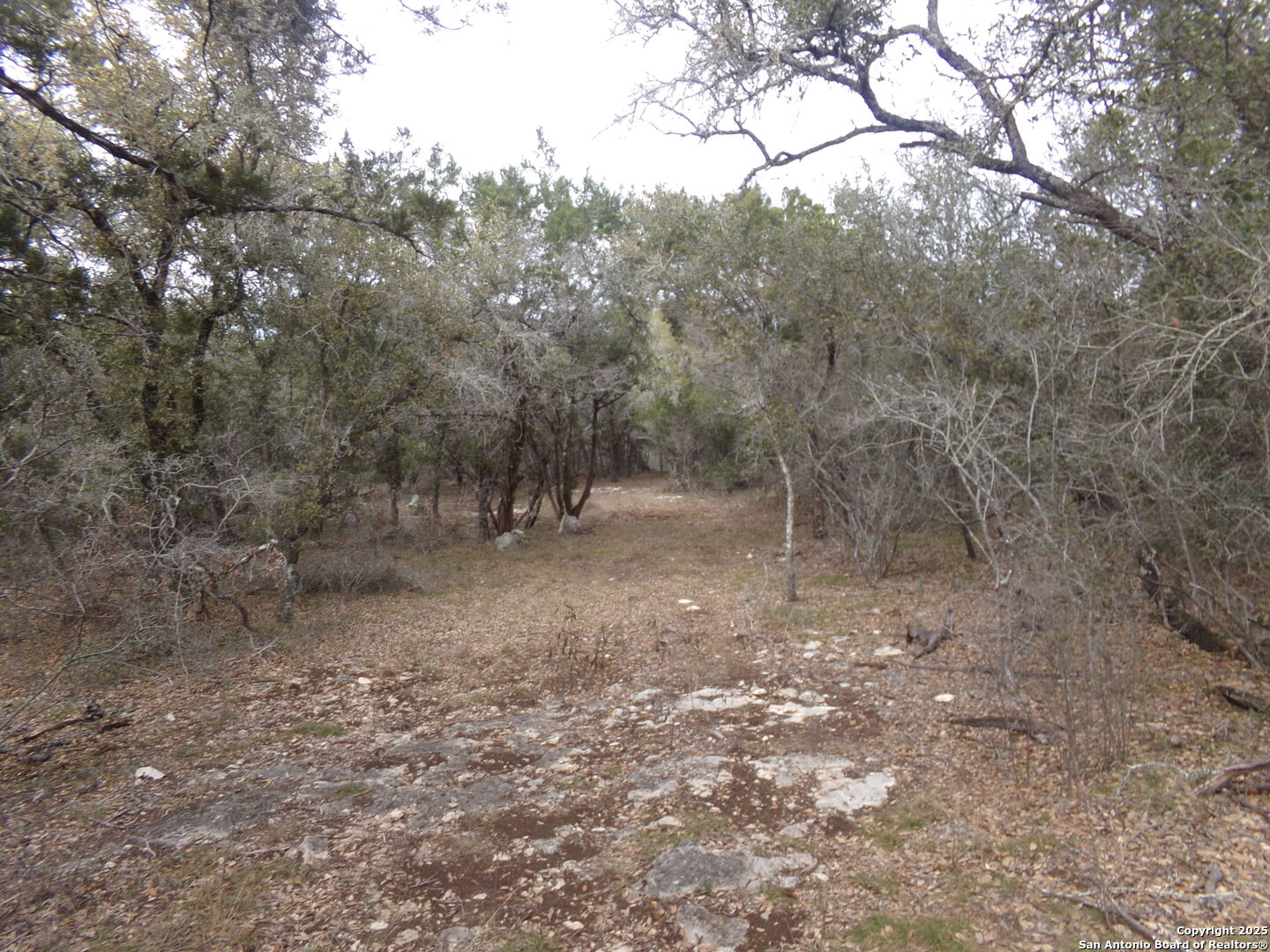 5 Pvt Rd 2560 Uvalde, TX 78801 - Photo 9 of 9 a view of a forest with trees in the background